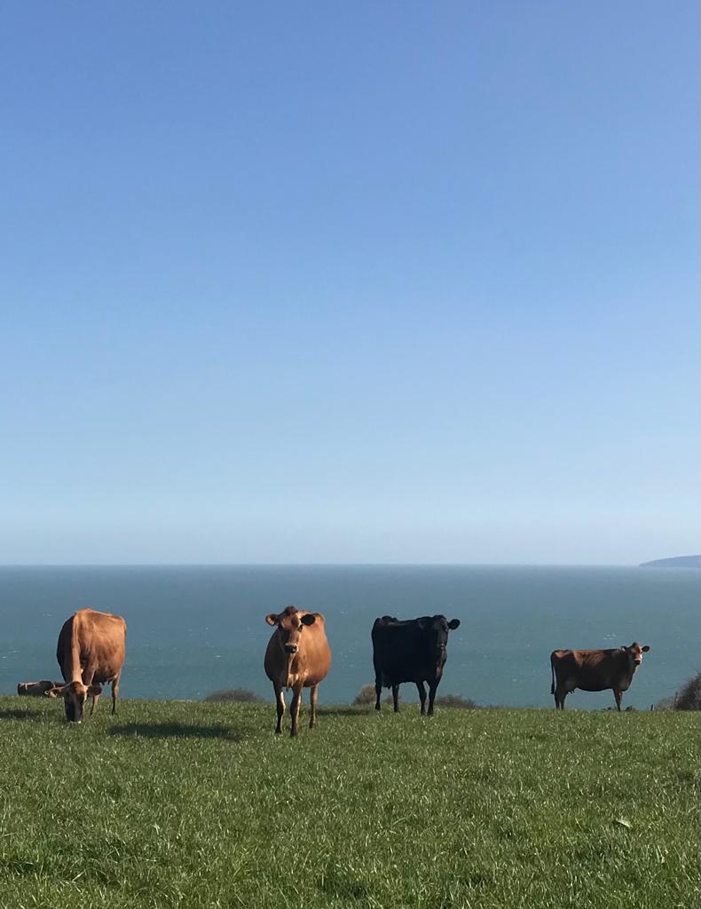 Penrhiw Farm B&B Goodwick Pembrokeshire - Outdoors - Cows