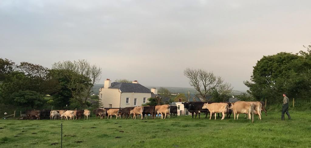 Penrhiw Farm BnB - Organic Dairy Farm, Cows