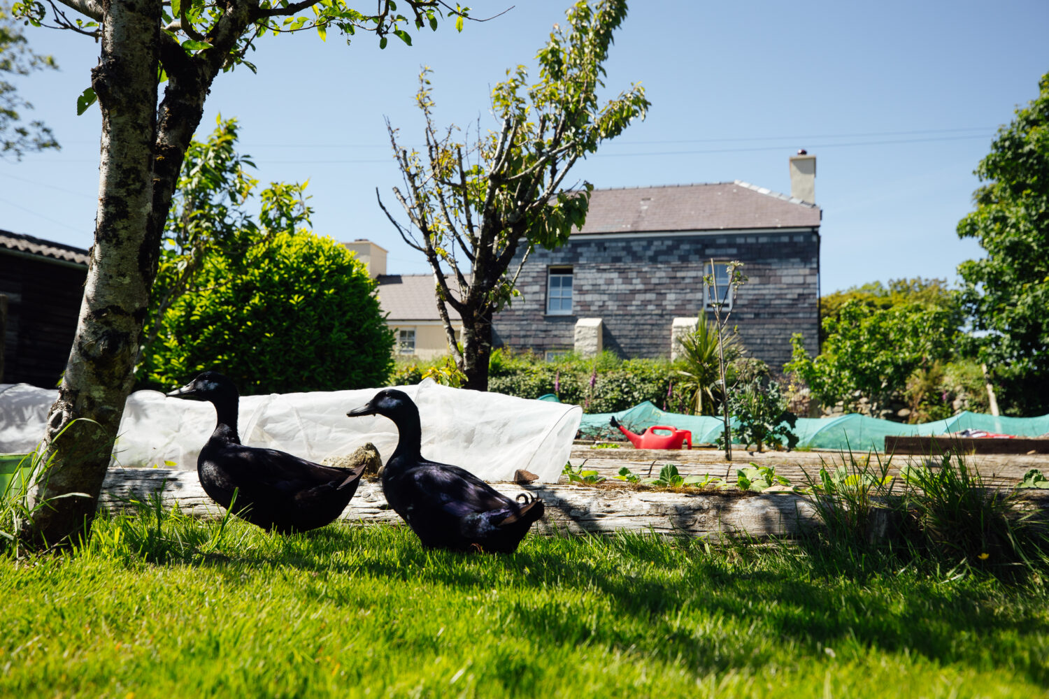 Penrhiw Farm B&B Goodwick Pembrokeshire - Outdoors - Ducks